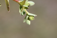 Euphorbia spathulata