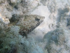 Epinephelus merra