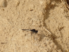 Selysiothemis nigra