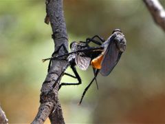 Pararatus ricardoae