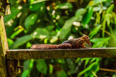 Large Treeshrew photo 4
