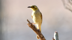 Ptilotula flavescens