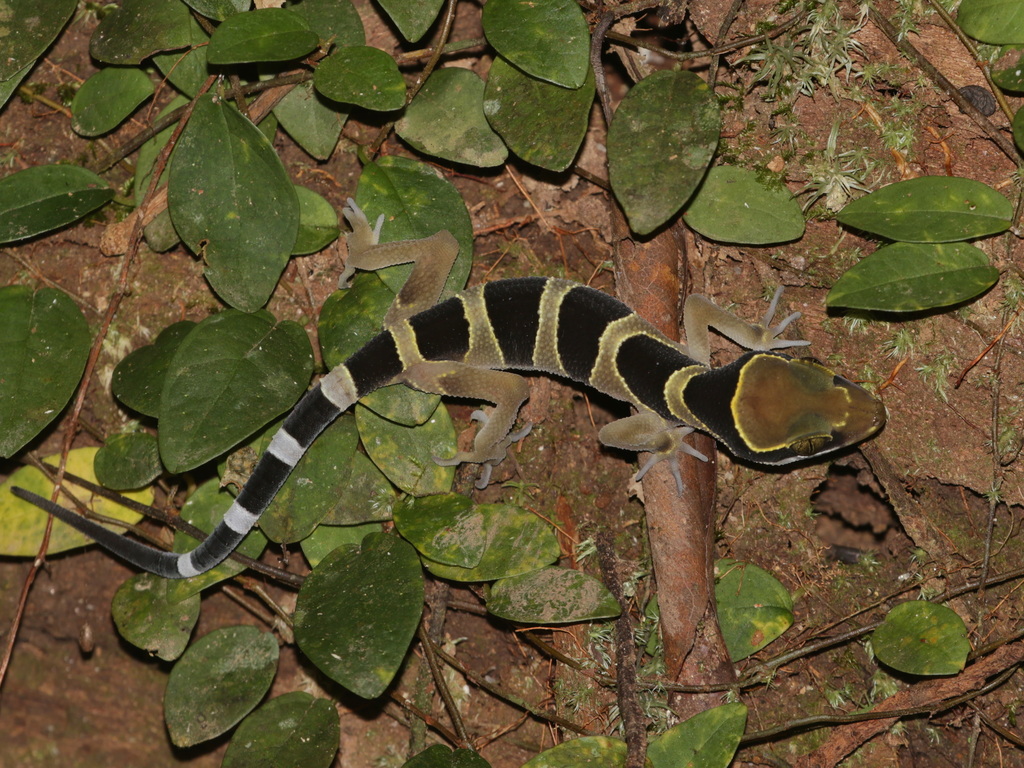 Bintang Mountain Bent-toed Gecko