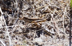 Macrotona securiformis