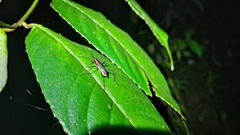 Oxygonia