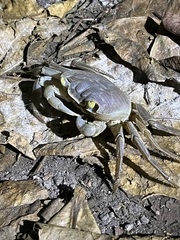 Geograpsus crinipes
