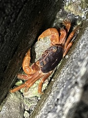 Geograpsus stormi