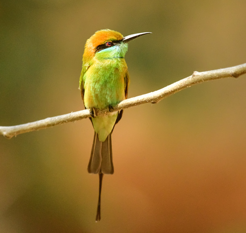 Asian Green Bee-eater