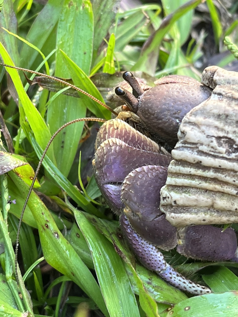 Purple Hermit Crab (Coenobita brevimanus) · iNaturalist, image size:768x1024