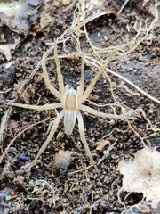 Dolomedes minor