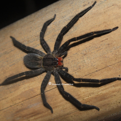 Cupiennius chiapanensis