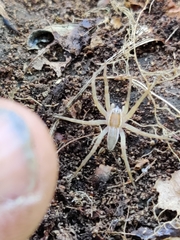 Dolomedes minor