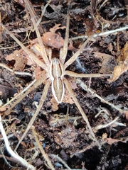 Dolomedes minor