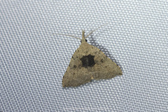 Feathalina postreducta