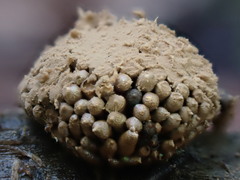 Tubifera ferruginosa acutissima