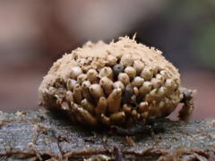 Tubifera ferruginosa acutissima