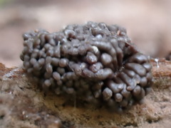 Tubifera ferruginosa acutissima