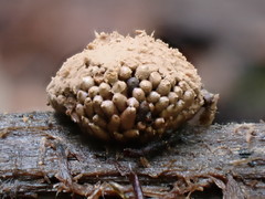 Tubifera ferruginosa acutissima