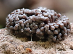 Tubifera ferruginosa acutissima