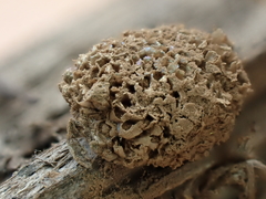 Tubifera ferruginosa acutissima