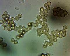 Tubifera ferruginosa acutissima