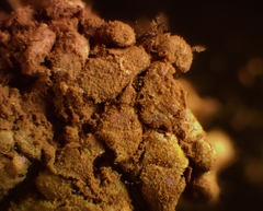 Tubifera ferruginosa acutissima