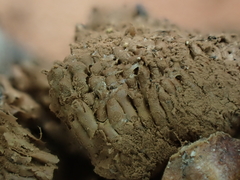 Tubifera ferruginosa ferruginosa