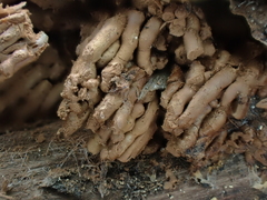 Tubifera ferruginosa ferruginosa