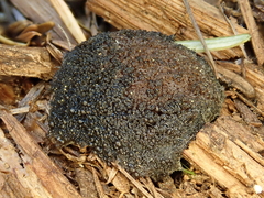 Tubifera ferruginosa ferruginosa