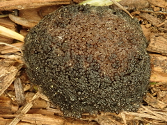 Tubifera ferruginosa ferruginosa