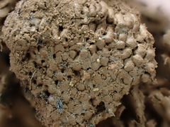 Tubifera ferruginosa ferruginosa