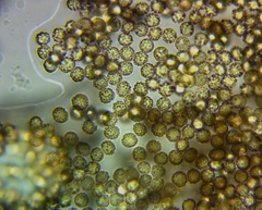 Tubifera ferruginosa ferruginosa