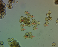 Tubifera ferruginosa ferruginosa