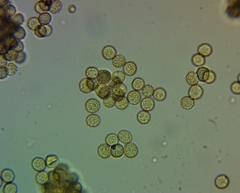 Tubifera ferruginosa ferruginosa