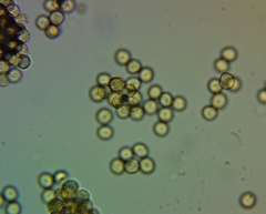 Tubifera ferruginosa ferruginosa