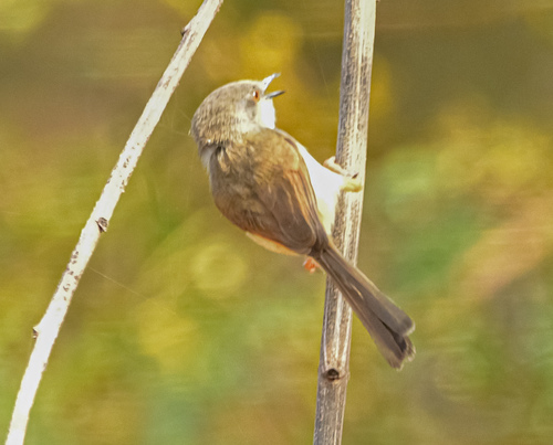 Grey-breasted Prinia (Prinia hodgsonii), photo 6