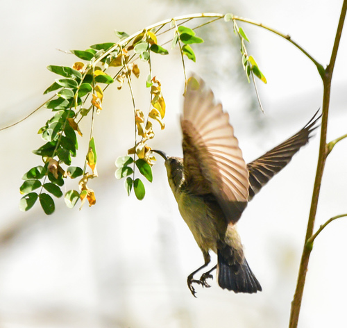 Purple Sunbird (Cinnyris asiaticus), photo 8