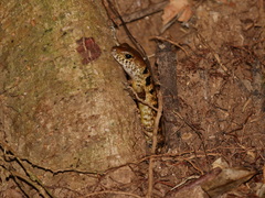 Sphenomorphus praesignis