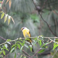 Pericrocotus speciosus