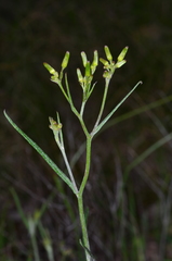 Senecio prenanthoides