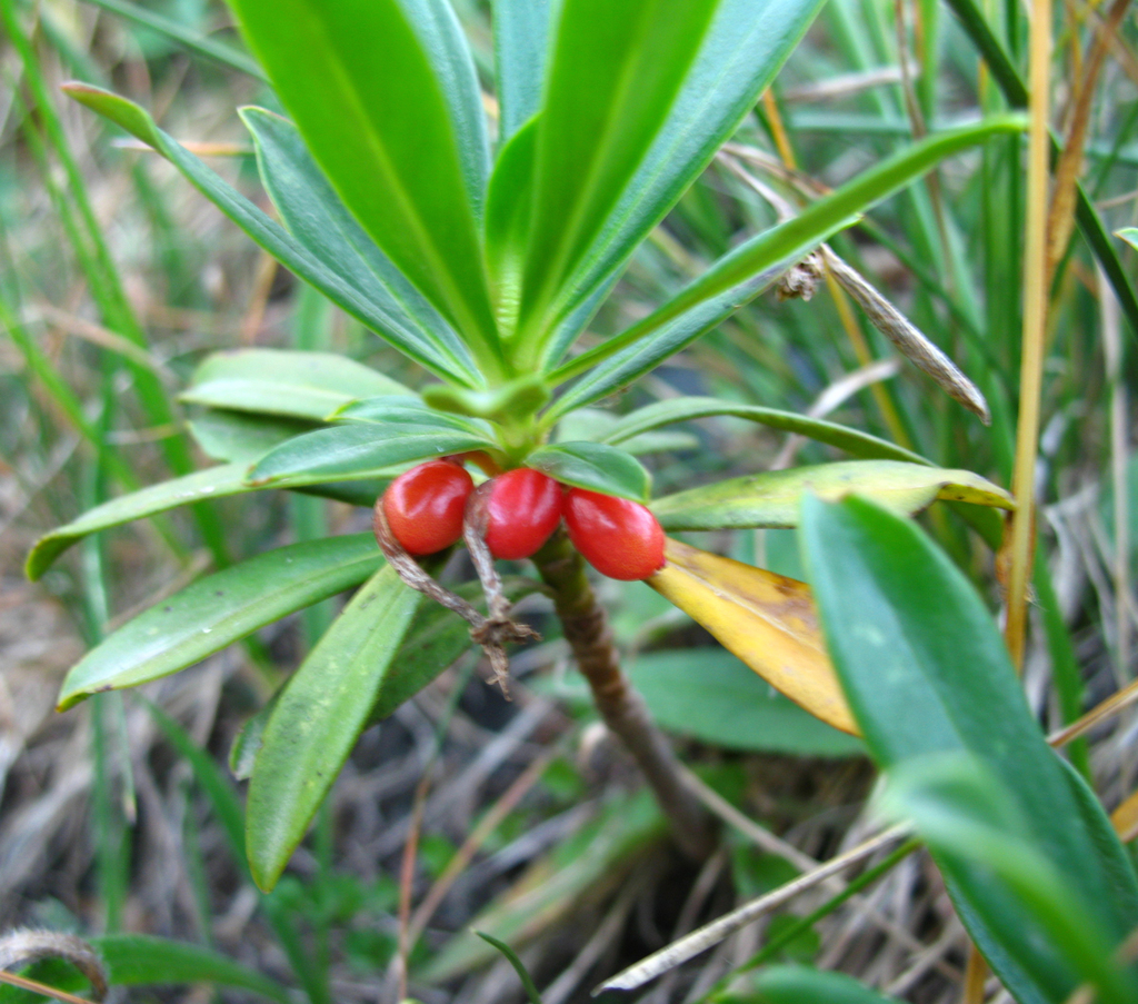 Daphne glomerata, Рутульский р-н, Респ. Дагестан, Россия, by a_teimurov