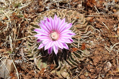 Echinofossulocactus ochoterenaus