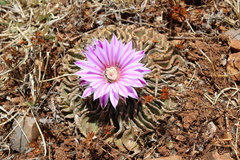 Echinofossulocactus ochoterenaus