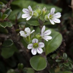 Acanthophyllum cerastioides