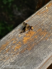 Volucella tabanoides
