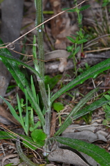 Senecio prenanthoides