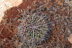 Echinofossulocactus ochoterenaus