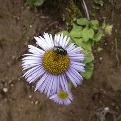 Erigeron multiradiatus