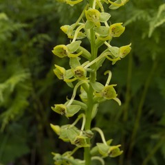 Platanthera edgeworthii