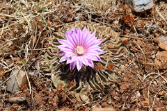 Echinofossulocactus ochoterenaus
